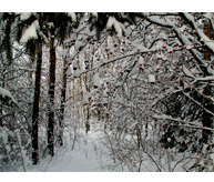 Vinterskog